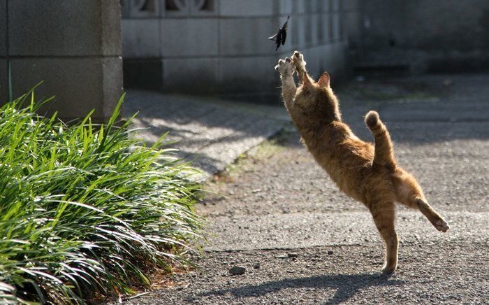 ©Masayuki Oki