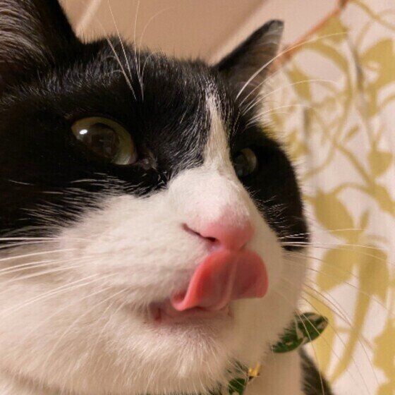 ベロを見せる猫