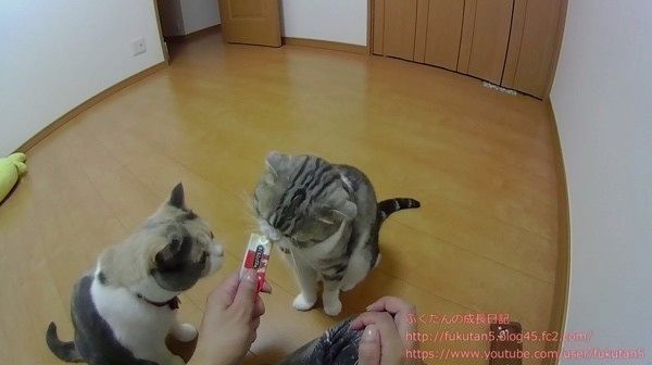 2匹の猫