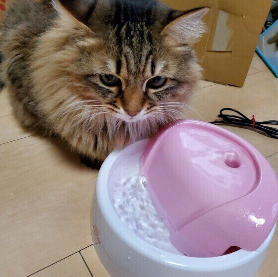 水を飲む猫