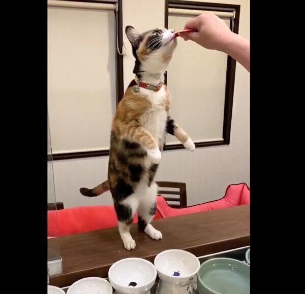 ちゅ〜るを食べるひじきちゃん