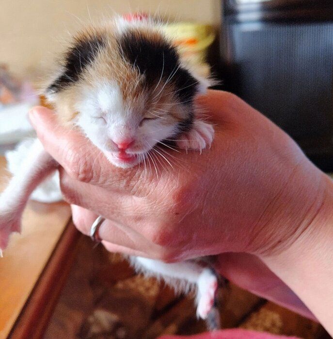 保護当時のメイちゃん