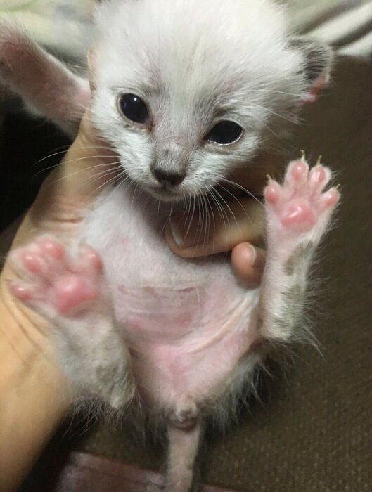 おもちちゃんの小ささが伝わってくる1枚