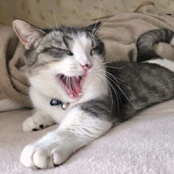 あくびをするマンチカン