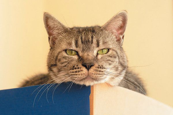 あごのせ猫