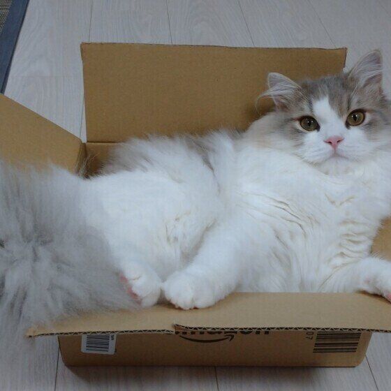箱に入るラガマフィン(オス)