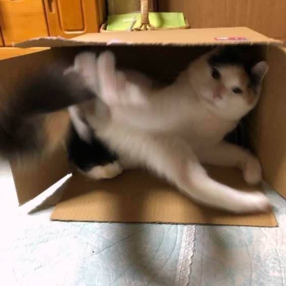 ねこじゃらし