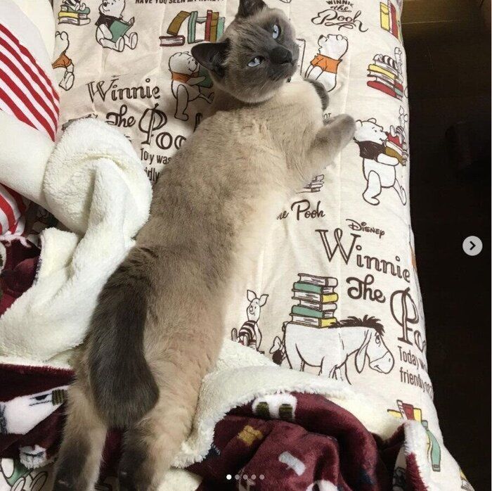 うつ伏せで横たわり、振り返る猫(オス)