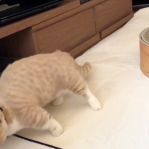 マンチカン