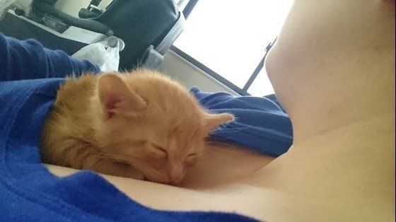 首元で寝る猫
