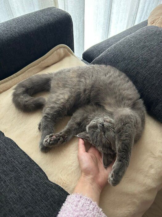 頭を撫でられているブリティッシュショートヘア