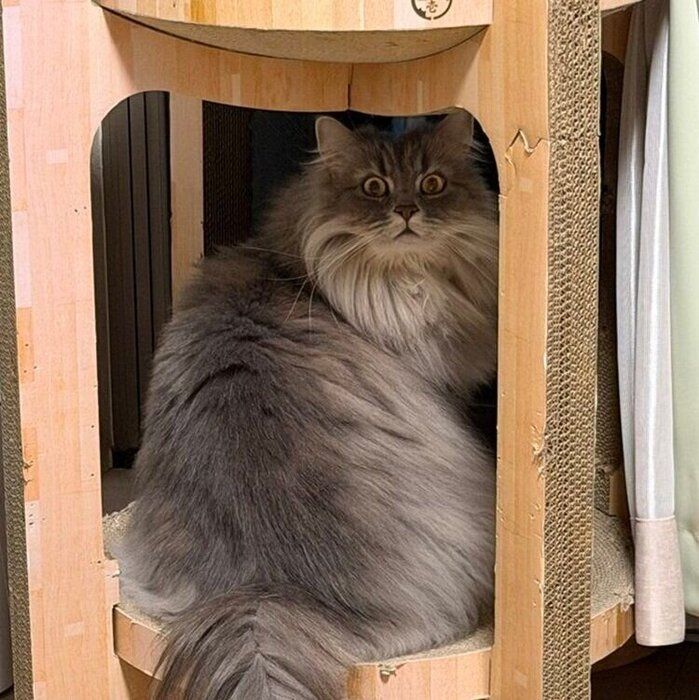 飼い主さんに名前を呼ばれたレムくん
