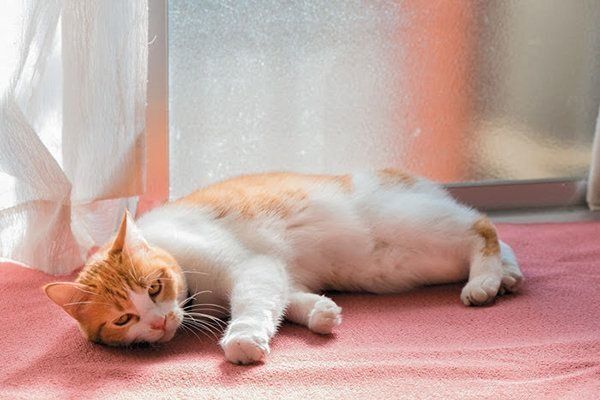 日向ぼっこする猫