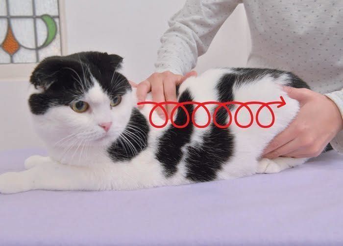 マッサージされる猫