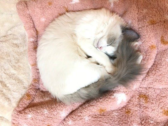 エマちゃん