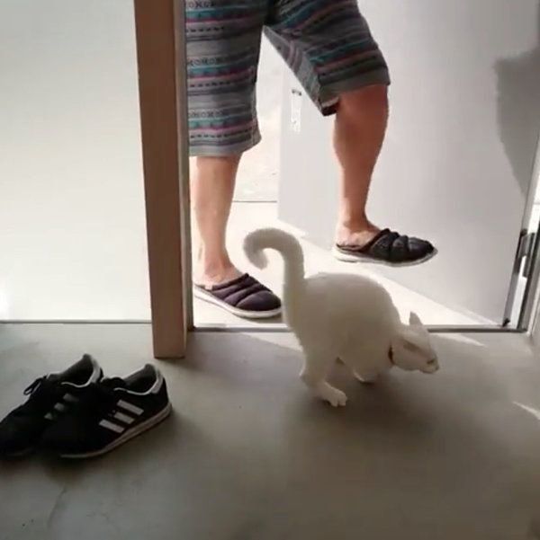 逃げる猫
