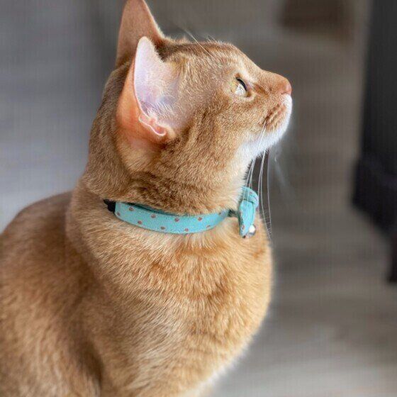 見上げる猫