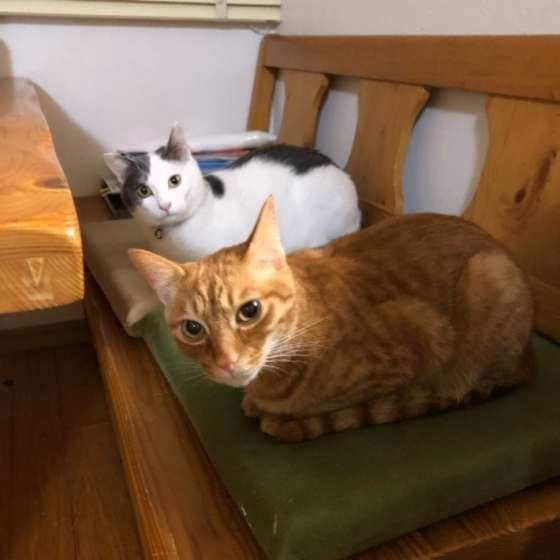 MIX たま