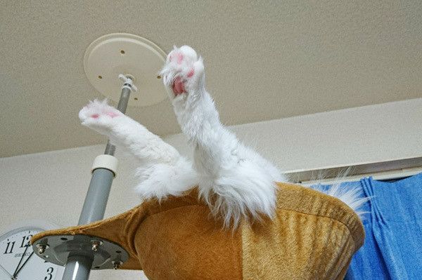 眠る猫