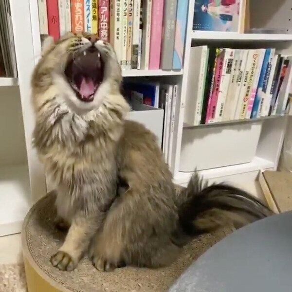 鳴こうと思ったらあくびをしちゃったオリーブちゃん