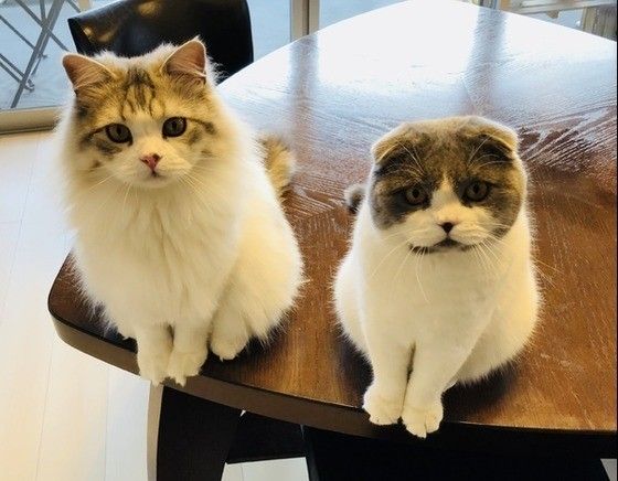 仲良しな猫