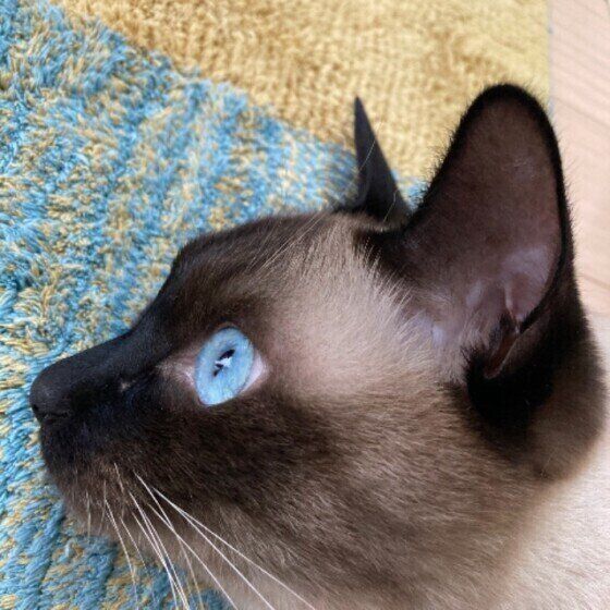 きれいなブルーの瞳のシャムのにーにくん