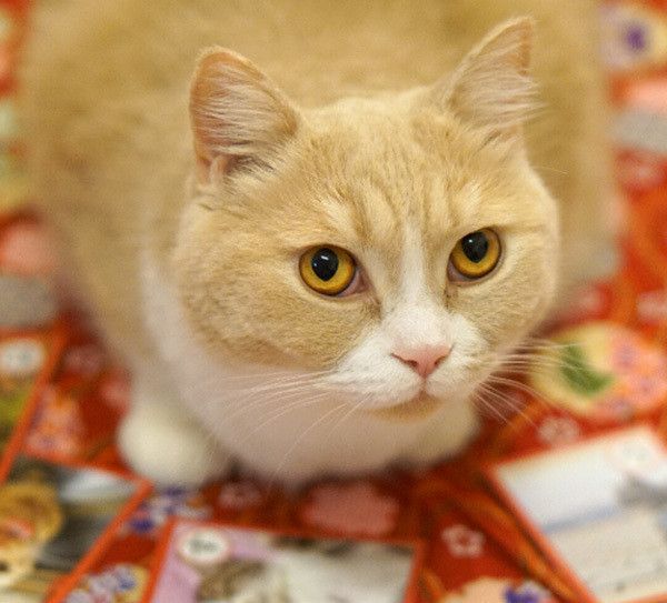 かるたと猫