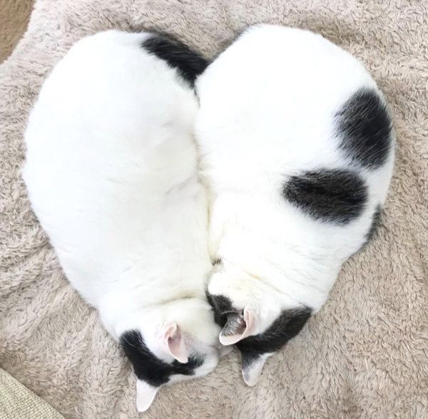 寝姿がシンクロする猫