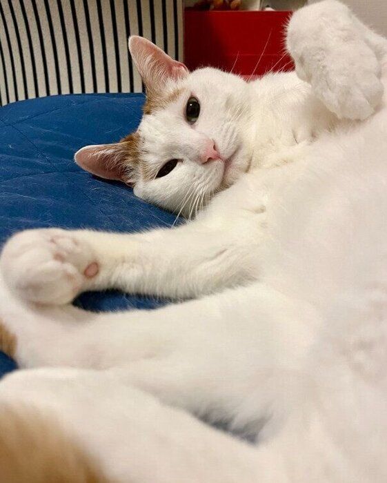 推定8才になった猫