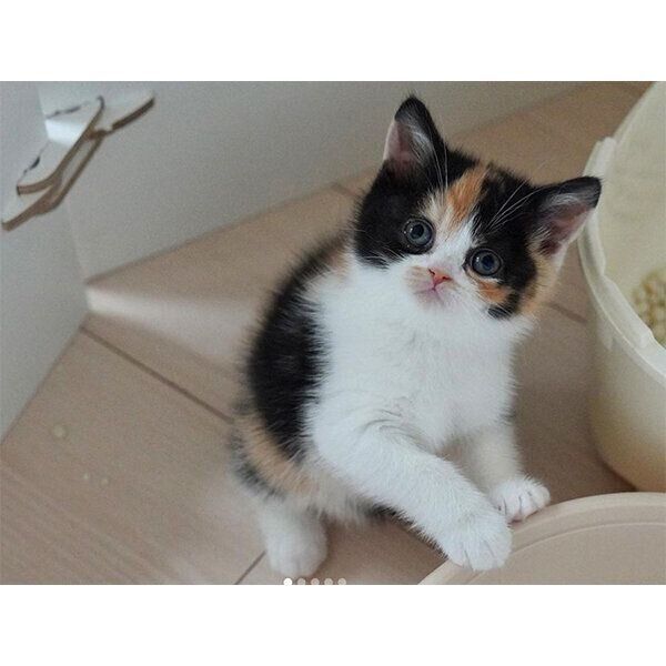 後頭部が愛らしい」とSNSで話題の猫 成長ビフォーアフターに