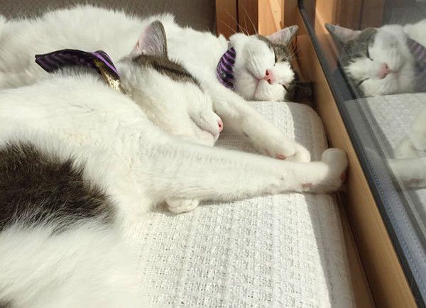 眠る猫