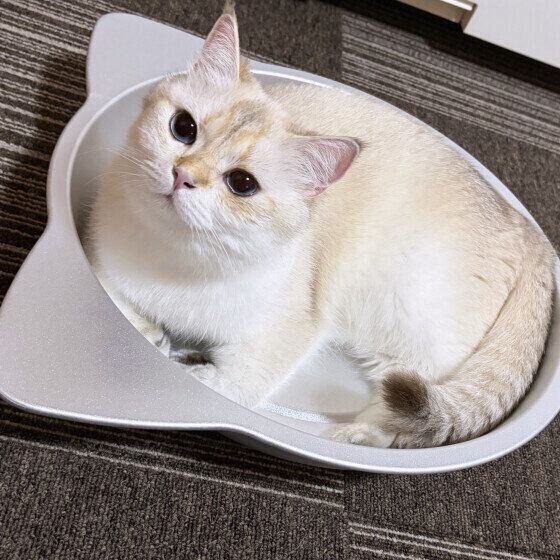 猫鍋で涼むブリティッシュショートヘア