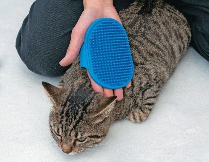 ラバーブラシと猫
