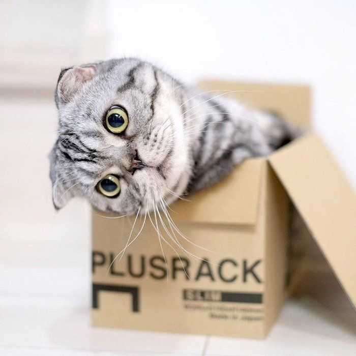 @tacos_cat