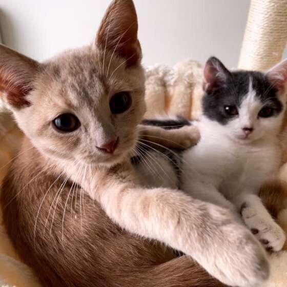 2匹の猫
