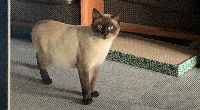 みもじ猫 resized_fe064b66-cbaf-45f6-