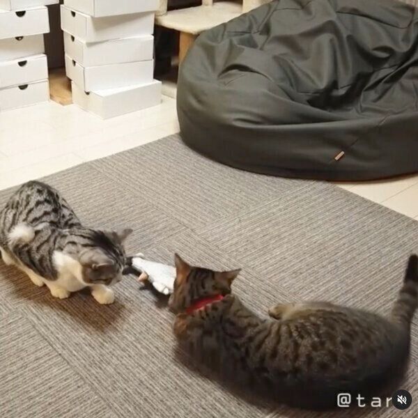 おもちゃで遊ぶコトラくん、コユキくん