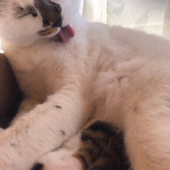 毛づくろいする猫(MIX、メス)