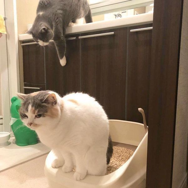 トイレをするスコティッシュフォールドと、忍び寄るブリティッシュショートヘア
