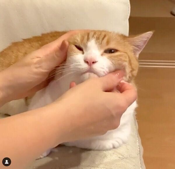 フェイスマッサージをしてもらうきなこちゃん