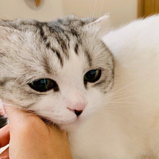 飼い主さんに甘えるスコティッシュフォールド(オス)