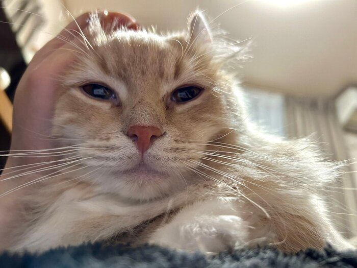 飼い主さんになでられうっとりするチロルくん