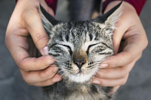 顔を触られる猫