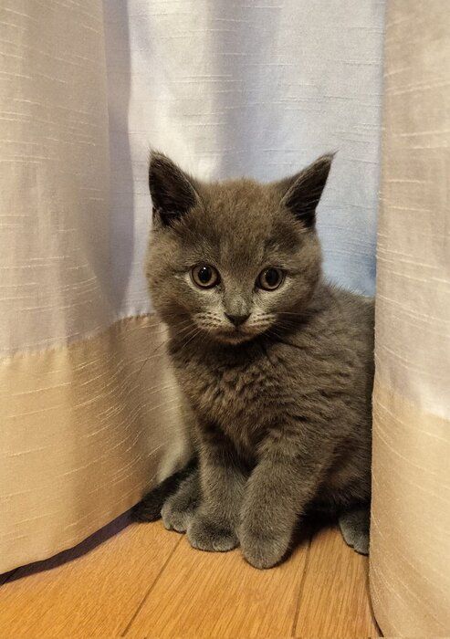 お迎え当初は怖がりだった生後2カ月の子猫→1年後、“ボスっぽい”見た目の貫禄のあるコに成長！