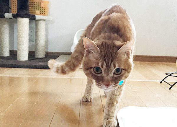 見つめる猫