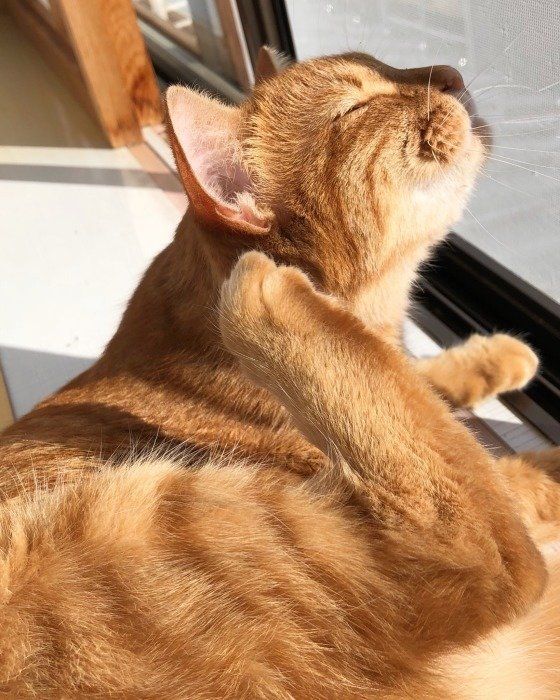 ひなたぼっこする猫