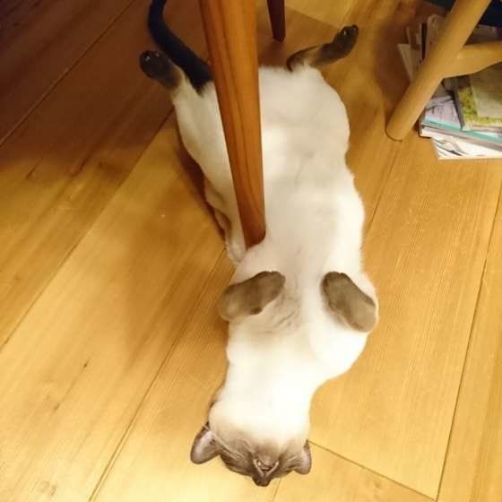 テーブルの下で仰向けに伸びるトンキニーズ