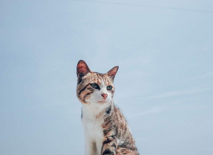 黄昏る猫