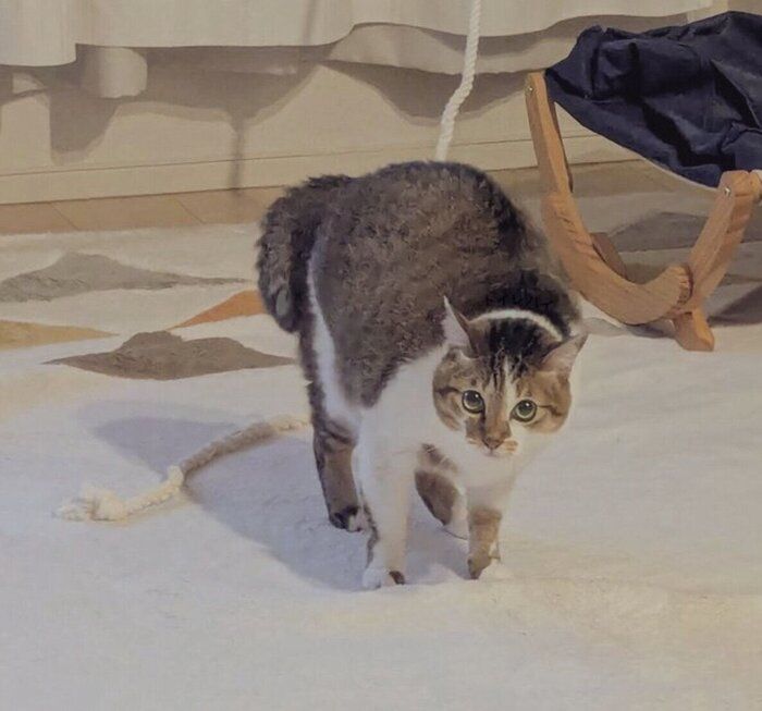 「やんのかポーズ」をするつくねちゃん