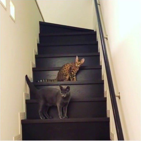 階段でたわむれるニャンズ